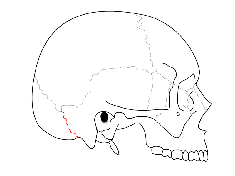 File:Occipitomastoid suture.png