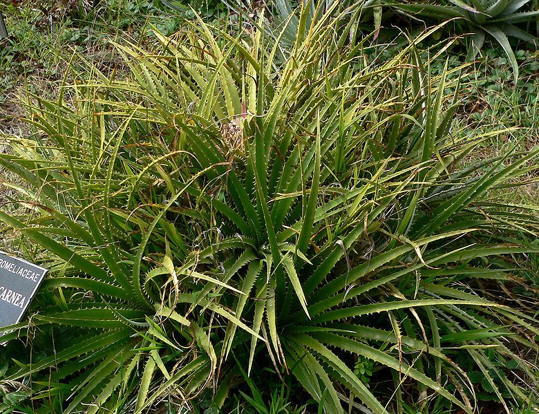 File:Ochagavia carnea 1.jpg