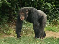 Chimpanzee (Pan troglodytes)