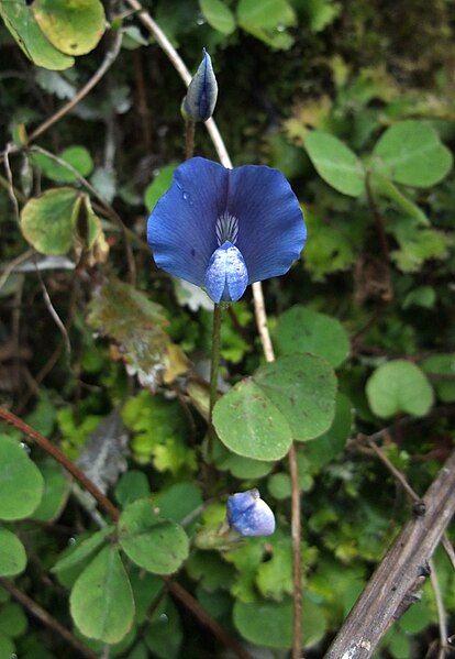 File:Parochetus communis NZ.jpg