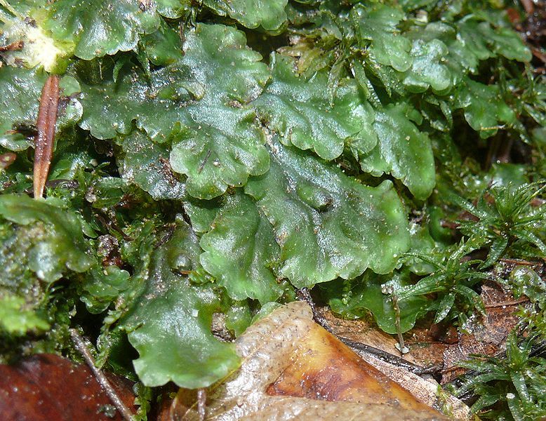 File:Pellia epiphylla 200108.jpg