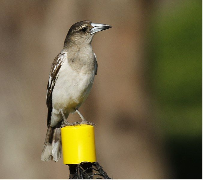 File:Pied Butcherbird 2.jpg