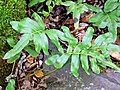 Polypodium scouleri