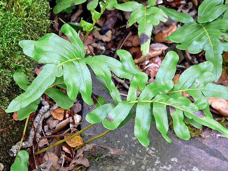 File:Polypodium scouleri 2.jpg