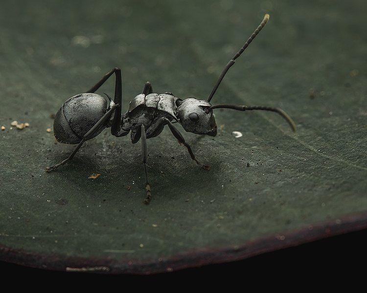 File:Polyrhachis schlueteri 246226333.jpg