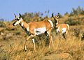 Pronghorn antelope