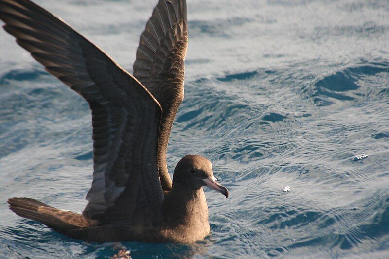 File:Puffinus carneipes.jpg