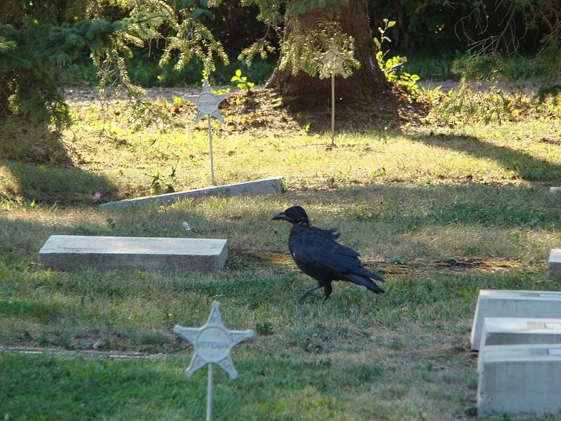 File:Raven in Cemetery.jpg