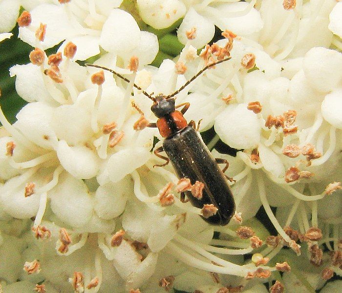 File:Rhagonycha recta.jpg