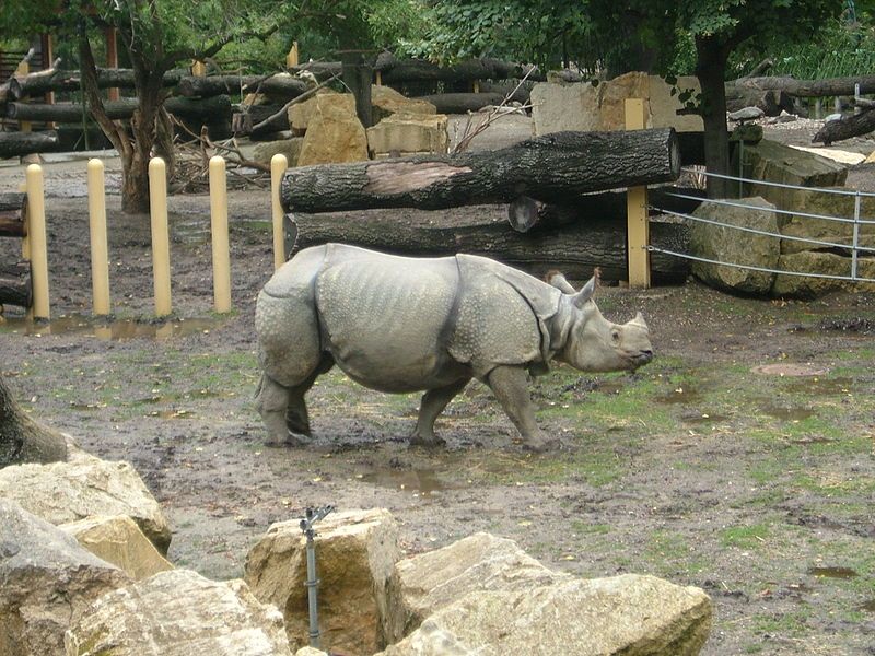 File:Rhino.jpg