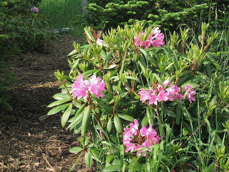 File:Rhododendron-catawbiense.jpg