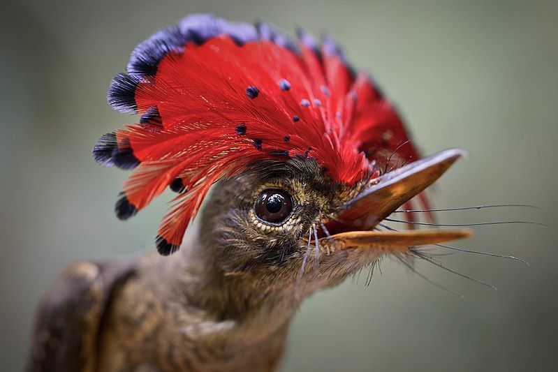 File:Royal-Flycatcher - TA.jpg