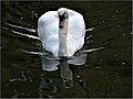 Swan