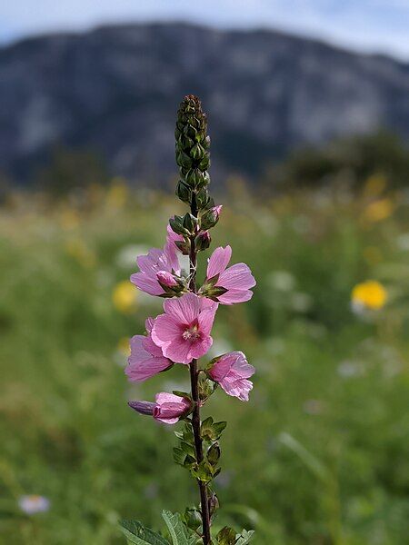 File:Sidalcea hendersonii.jpg