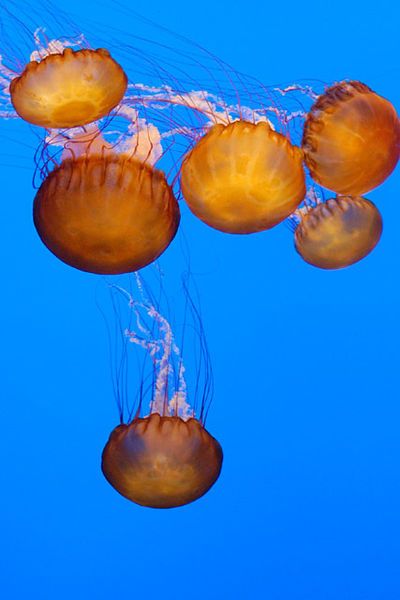 File:Six Sea Nettles.jpg