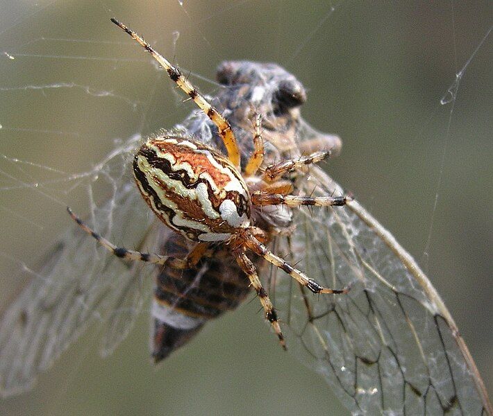 File:Spider eating cicada.jpg