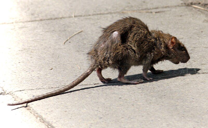 File:Street-rat.jpg