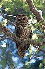 The Cibola National Forest contains thousands of acres of critical habitat for the threatened Mexican spotted owl.