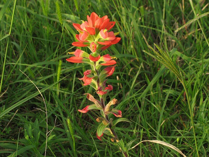 File:Texas Paintbrush.JPG