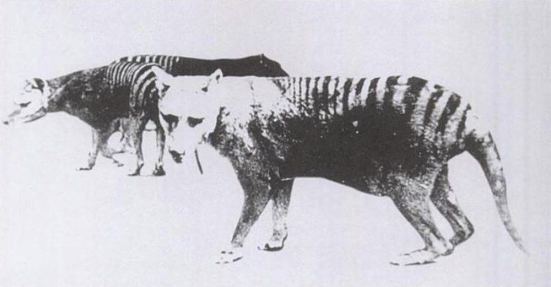 File:Thylacine pouch.jpg