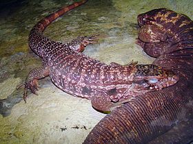 Female (center) and male (right) resting