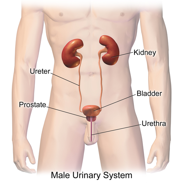 File:Urinary System (Male).png