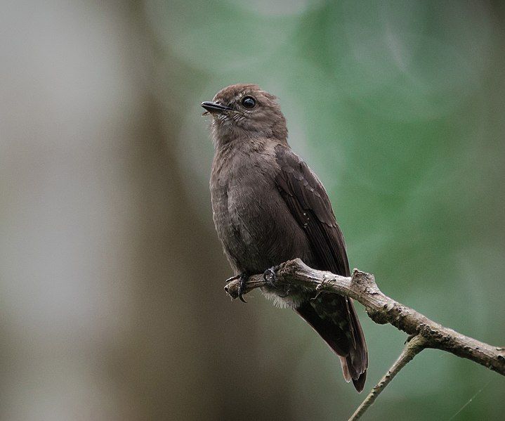 File:Ussher's Flycatcher.jpg