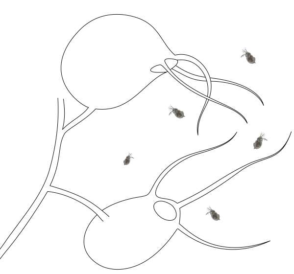 File:Utricularia traps (sketch).svg