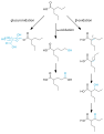 Valproic acid metabolism