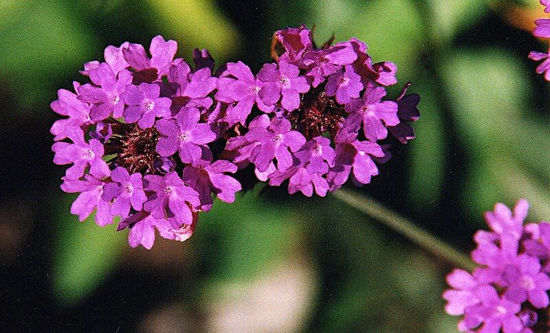 File:Verbena rigida (8726586459).jpg