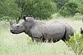 White rhinoceros