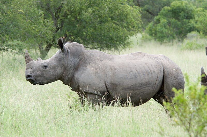 File:White Rhino.jpg