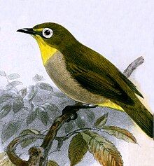 Illustration of species