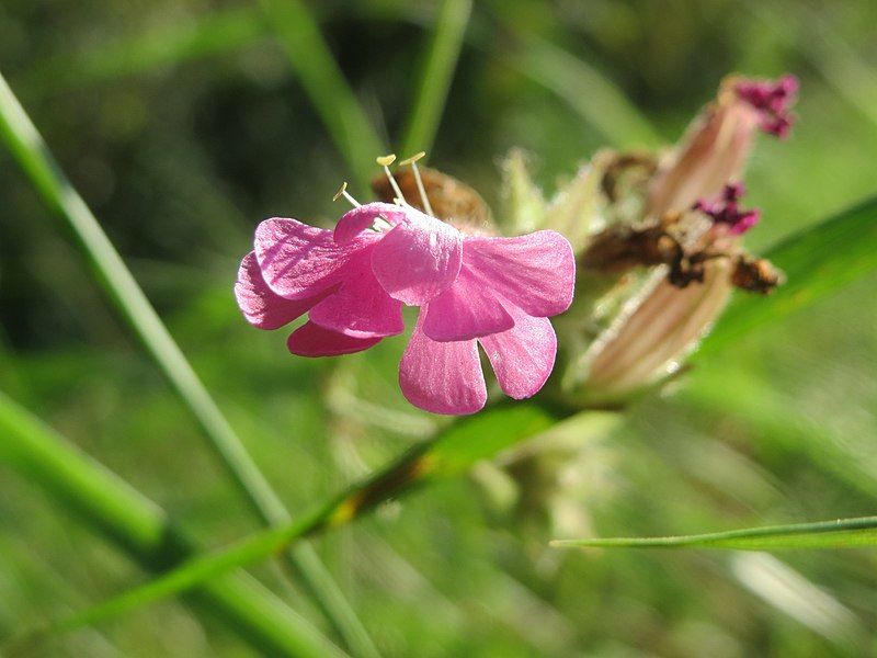 File:20160831Silene dioica2.jpg