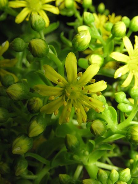 File:Aeonium arboreum5.jpg