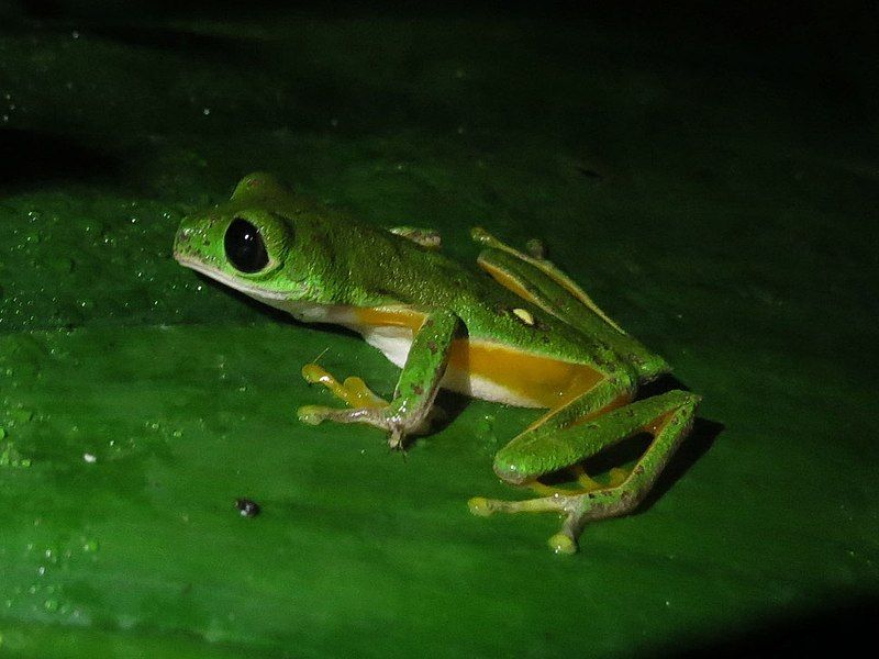 File:Agalychnis psilopygion.jpg