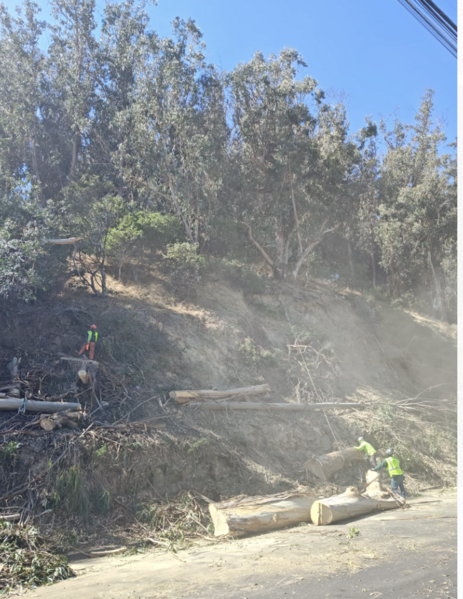 File:AlbanyHillTreeRemoval-October 21, 2024.png