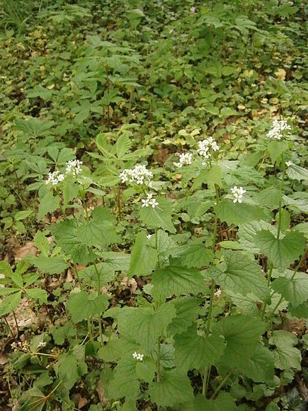 File:Alliaria petiolata RHu01.JPG