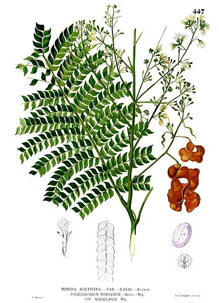 File:Archidendron scutiferum Blanco2.447.jpg