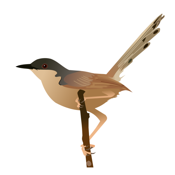 File:Ashy Prinia.svg