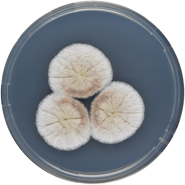 File:Aspergillus pseudoustus cya.png