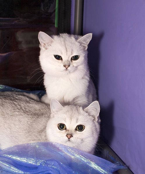 File:BRI kittens (5648581018).jpg