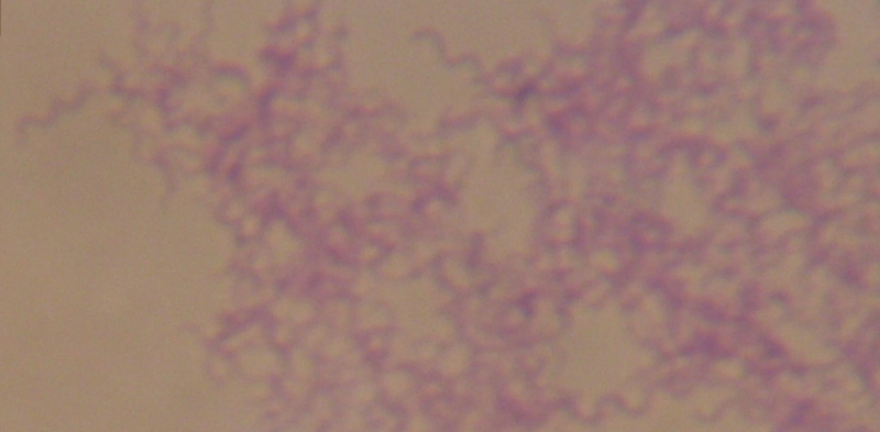 File:Bacteria púrpura.png