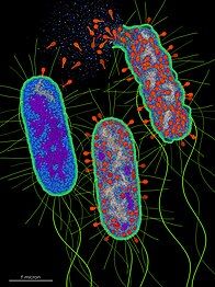 Bacteriophage T4 infection lifecycle by David S. Goodsell