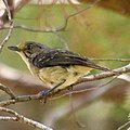 White-eyed vireo is drabber[clarification needed] and has shorter wings.