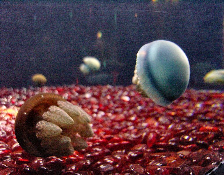 File:Blubber Jellyfish 1.jpg