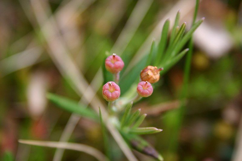 File:Bog-rosemary (188711594).jpg