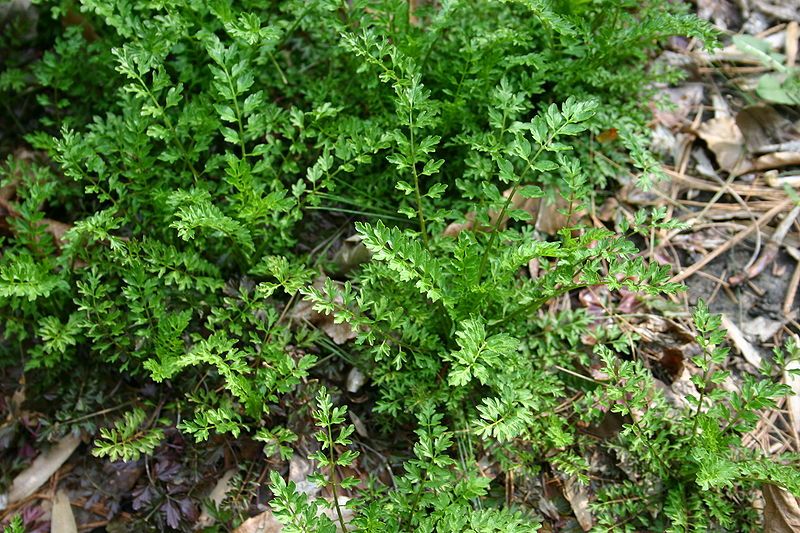 File:Brassicaceae weed 002.JPG