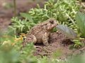 Image 35American toad (Anaxyrus americanus) (from True toad)