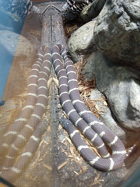 File:California kingsnake.jpg